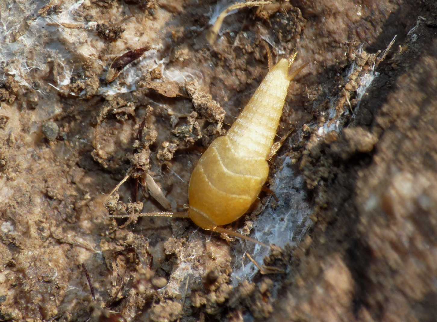 Tricholepisma aurea con formiche Messor meridionalis